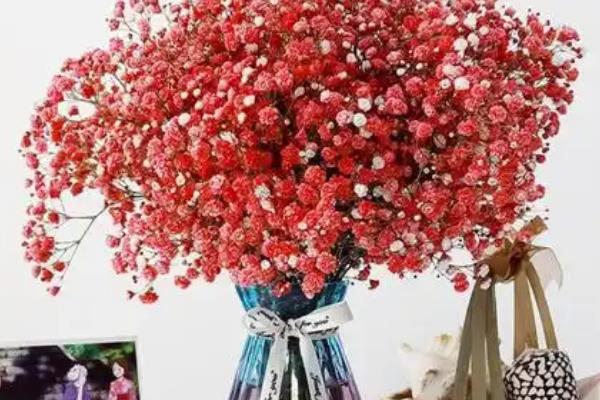 满天星的花语是什么，不同颜色所代表的含义有区别