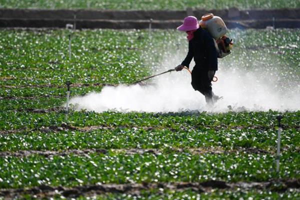 农药加植物油的效果，具有提高药效、延长残效期等作用