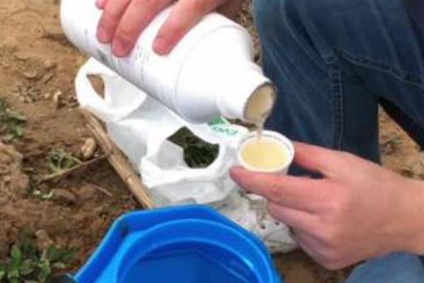 农药加植物油的效果，具有提高药效、延长残效期等作用