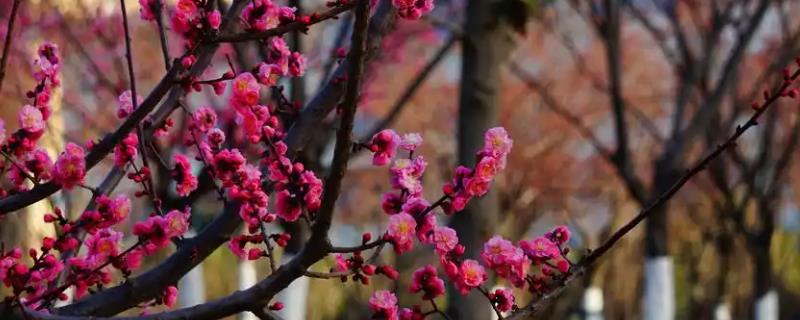 秋天的梅花长什么样子，花瓣呈白色或粉红色