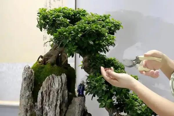 榕树盆景怎么浇水，冬春季节少浇水并延长间隔时间