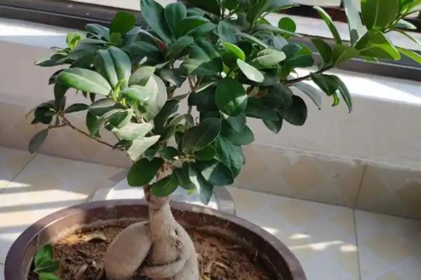 榕树盆景怎么浇水，冬春季节少浇水并延长间隔时间