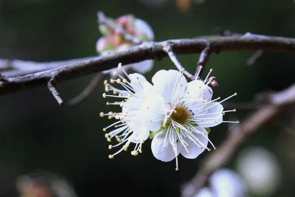秋天的梅花长什么样子，花瓣呈白色或粉红色