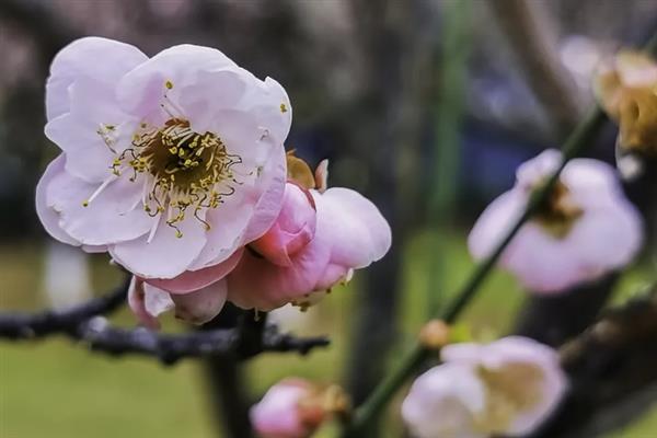 秋天的梅花长什么样子，花瓣呈白色或粉红色