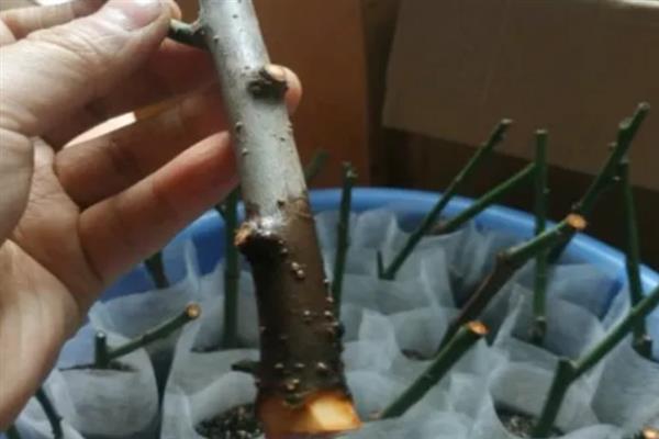 秋天的梅花长什么样子，花瓣呈白色或粉红色
