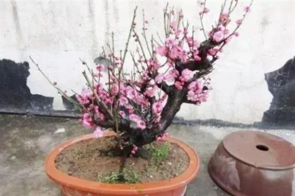 秋天的梅花长什么样子，花瓣呈白色或粉红色