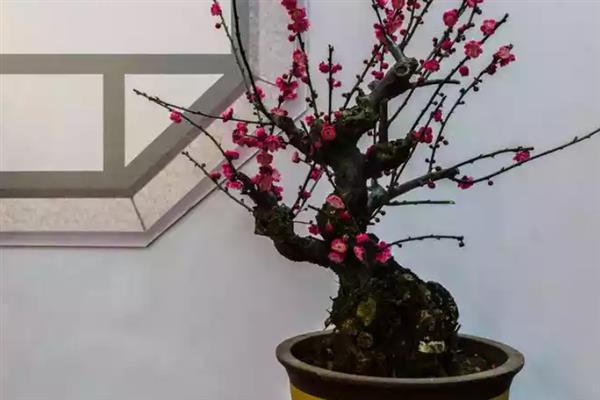 秋天的梅花长什么样子，花瓣呈白色或粉红色