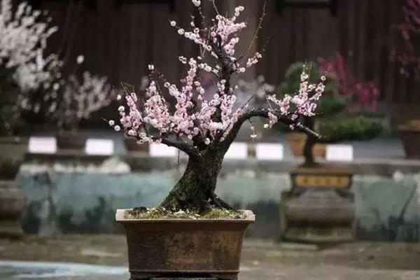秋天的梅花长什么样子，花瓣呈白色或粉红色