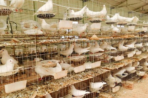 鸽子怎么养殖，一只种鸽每天投喂45-50克饲料
