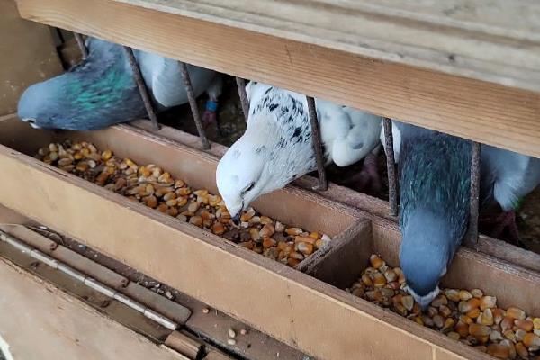 鸽子怎么养殖，一只种鸽每天投喂45-50克饲料