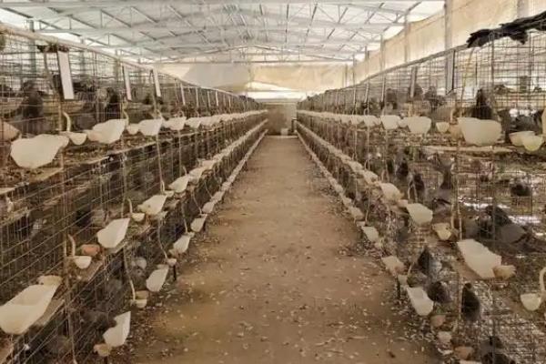 鸽子怎么养殖，一只种鸽每天投喂45-50克饲料
