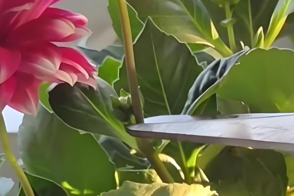 怎么给小丽花剪枝，幼苗期需要进行摘心打顶