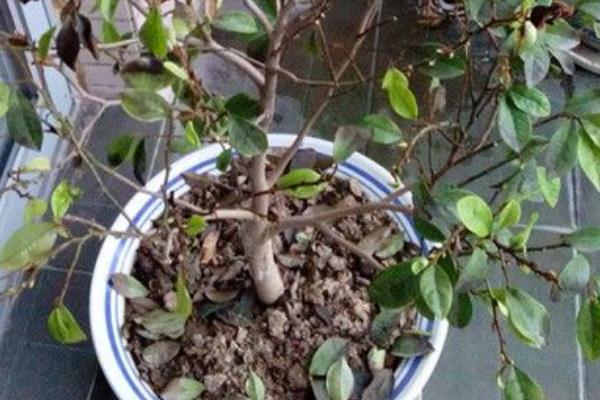 冬季含笑花掉叶子如何处理，因温度过低而掉叶时要养在温室中