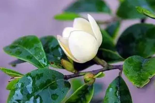 冬季含笑花掉叶子如何处理，因温度过低而掉叶时要养在温室中
