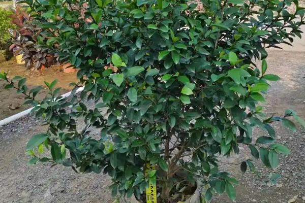 冬季含笑花掉叶子如何处理，因温度过低而掉叶时要养在温室中