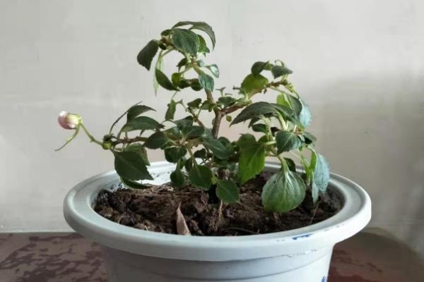水梅花选择用什么肥料，通常选择以磷钾肥为主