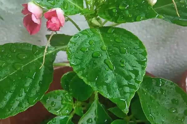 水梅花选择用什么肥料，通常选择以磷钾肥为主