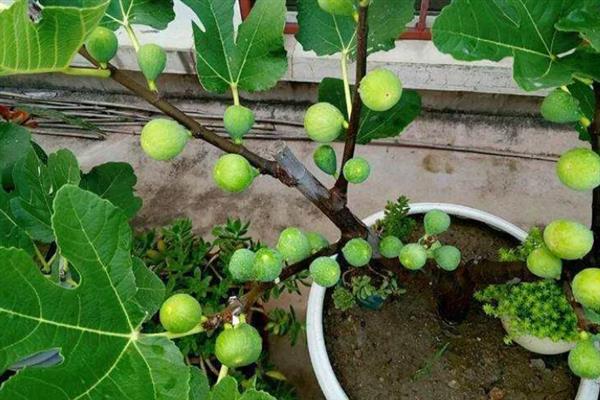 无花果坐果后如何管理，期间需加强水肥管理