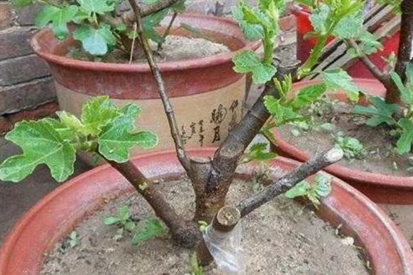 无花果坐果后如何管理，期间需加强水肥管理