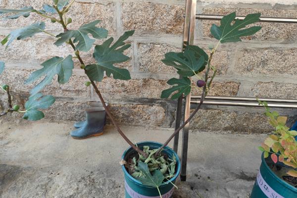 无花果坐果后如何管理，期间需加强水肥管理