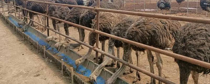 特种经济动物的养殖关键,需完整办理所需要的各种手续