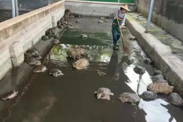 特种经济动物的养殖关键,需完整办理所需要的各种手续