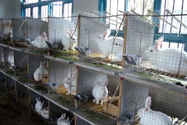 特种经济动物的养殖关键,需完整办理所需要的各种手续