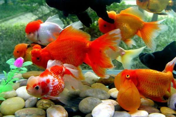 特种经济动物的养殖关键,需完整办理所需要的各种手续