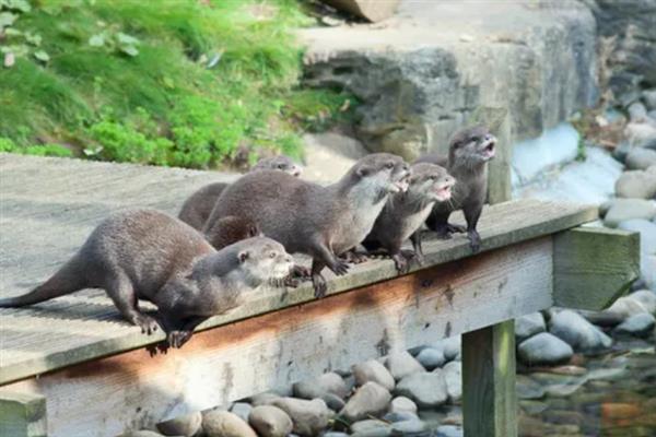 特种经济动物的养殖关键,需完整办理所需要的各种手续
