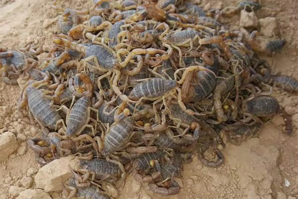 特种经济动物的养殖关键,需完整办理所需要的各种手续