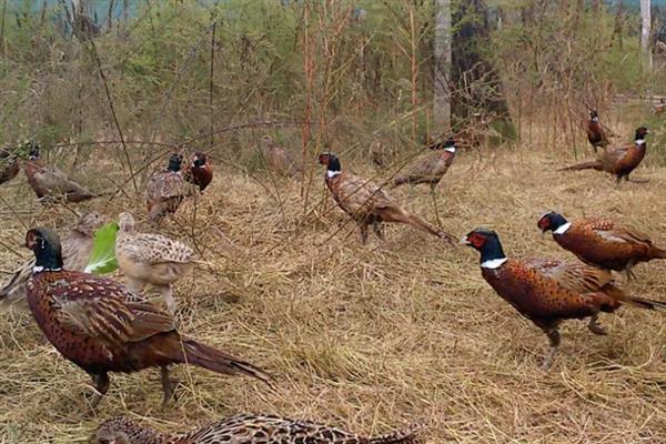 特种经济动物的养殖关键,需完整办理所需要的各种手续