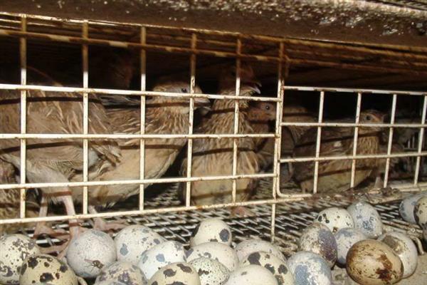 特种经济动物的养殖关键,需完整办理所需要的各种手续