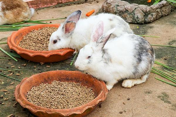 特种经济动物的养殖关键,需完整办理所需要的各种手续