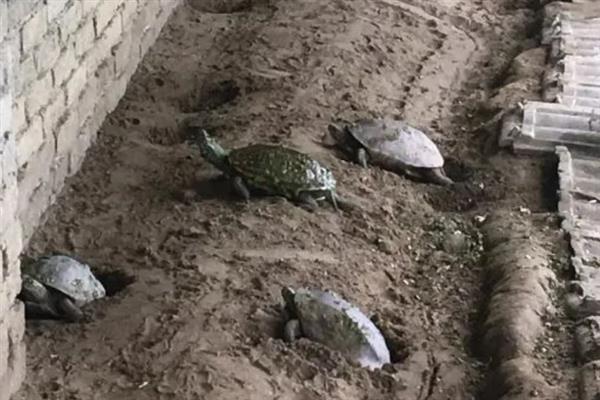 特种经济动物的养殖关键,需完整办理所需要的各种手续