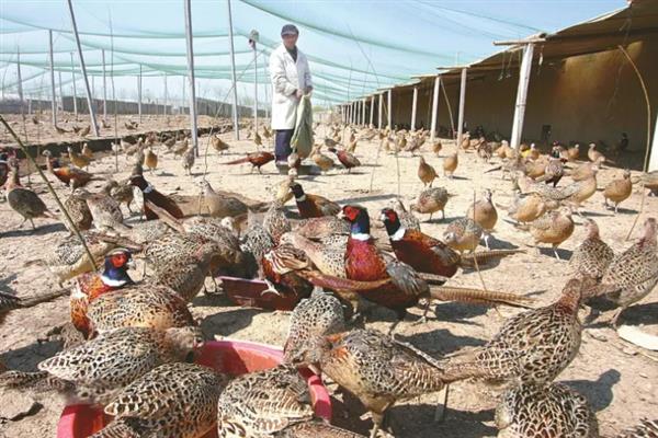 特种经济动物的养殖关键,需完整办理所需要的各种手续