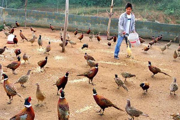 特种经济动物的养殖关键,需完整办理所需要的各种手续