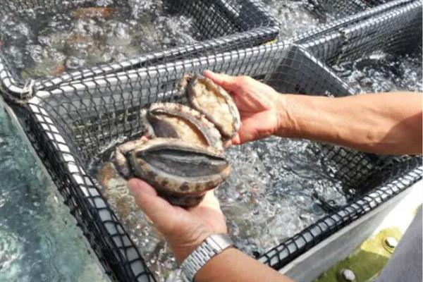 特种经济动物的养殖关键,需完整办理所需要的各种手续