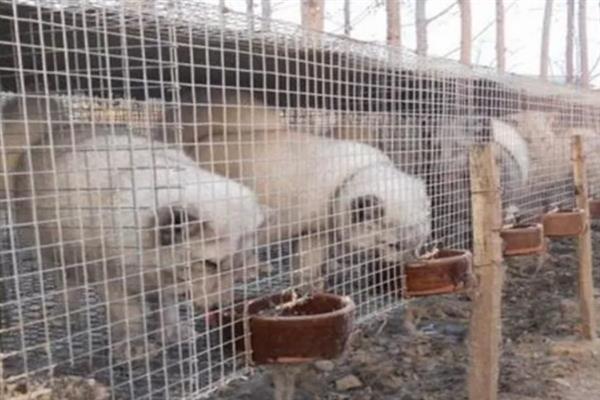 特种经济动物的养殖关键,需完整办理所需要的各种手续