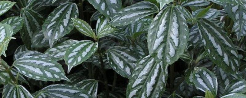 如何养殖冷水花，冬季将室温保持在5℃以上