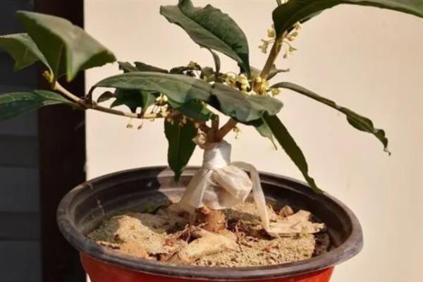 栽培桂花树的方法，后期每个月追施一次氮肥