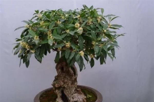 栽培桂花树的方法，后期每个月追施一次氮肥