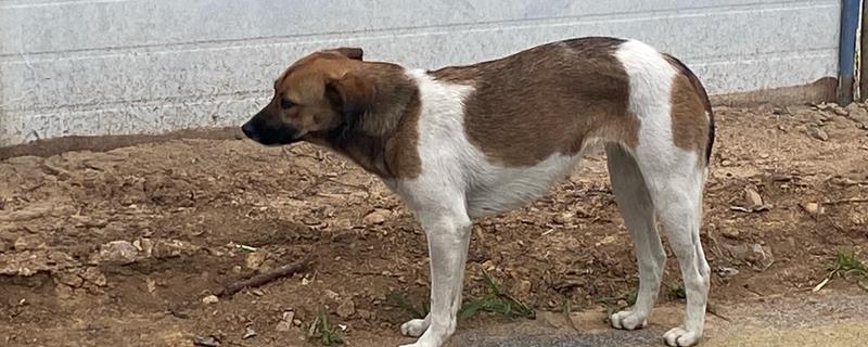 狗狗缺爱有什么特征，具有讨好主人、一直跟随主人等表现