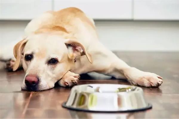 狗狗缺爱有什么特征，具有讨好主人、一直跟随主人等表现