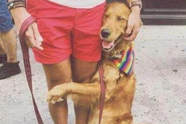 狗狗缺爱有什么特征，具有讨好主人、一直跟随主人等表现