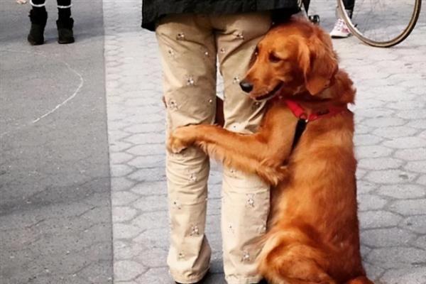 狗狗缺爱有什么特征，具有讨好主人、一直跟随主人等表现