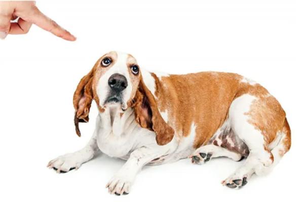 狗狗缺爱有什么特征，具有讨好主人、一直跟随主人等表现