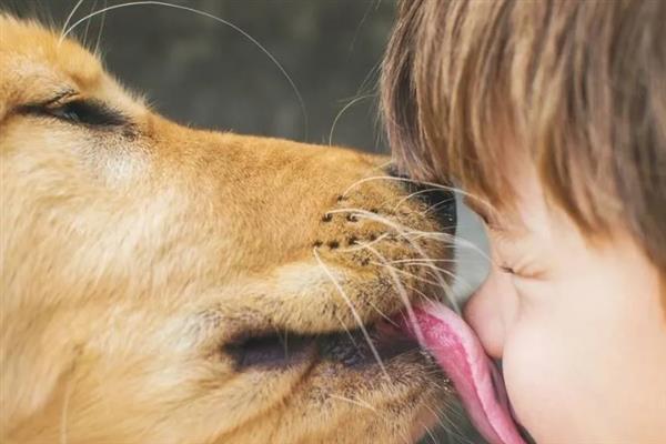 狗狗缺爱有什么特征，具有讨好主人、一直跟随主人等表现