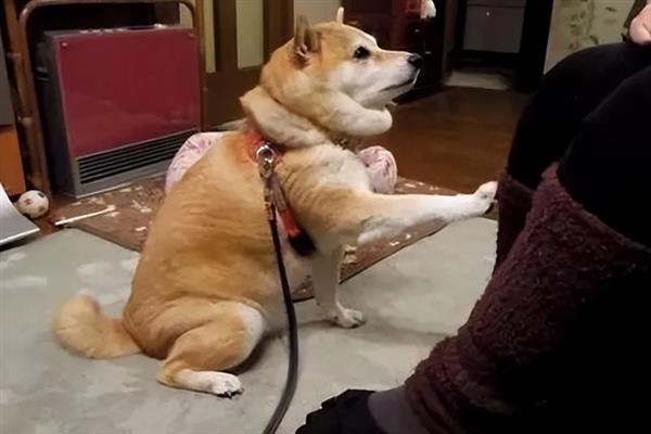 狗狗缺爱有什么特征，具有讨好主人、一直跟随主人等表现