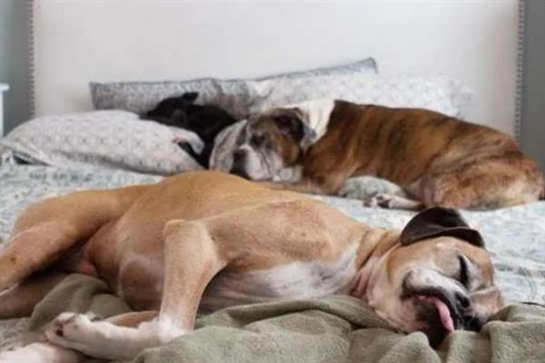 狗狗缺爱有什么特征，具有讨好主人、一直跟随主人等表现