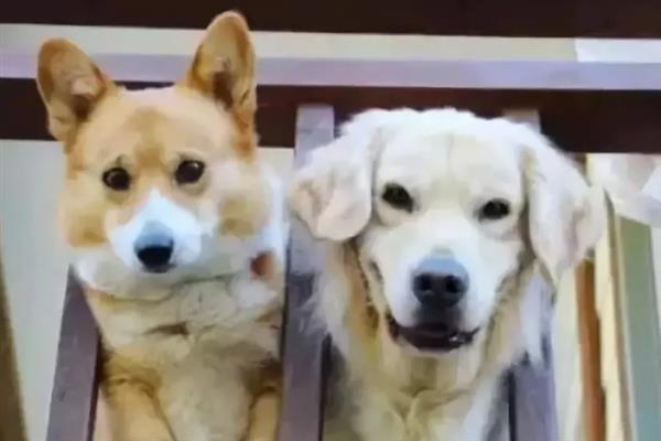 狗狗缺爱有什么特征，具有讨好主人、一直跟随主人等表现